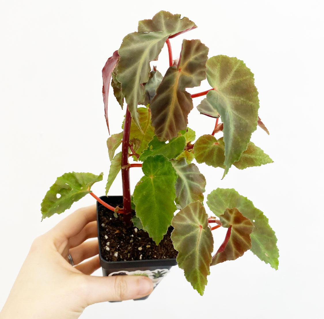 Begonia 'Grey Feather'