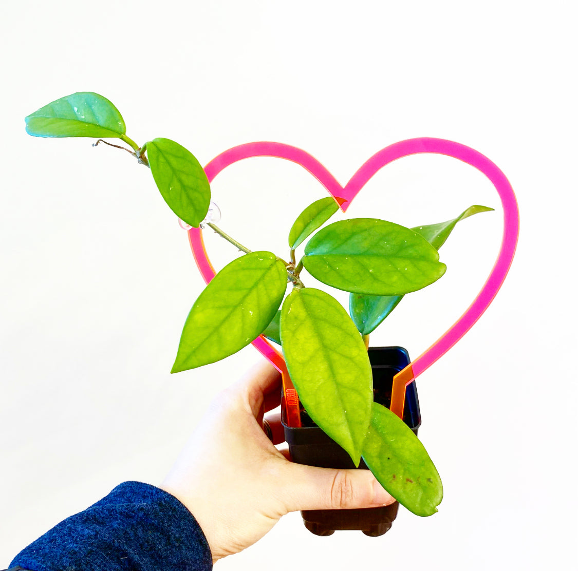 Arka™ Sweetheart Plant Trellis (Limited Edition)