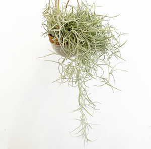 Spanish Moss (Tilladnsia usneoides)