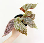 Load image into Gallery viewer, Begonia &#39;Maurice Amey&#39; AKA Miss Mummy
