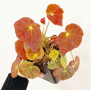 Begonia 'Autumn Embers'