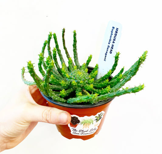 Euphorbia flanaganii 'Medusa Head'