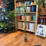 Load image into Gallery viewer, Vanilla Bean Orchid (Vanilla plantifolia)

