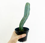 Load image into Gallery viewer, Myrtillocactus geometrizans (Blue Candle Cactus)
