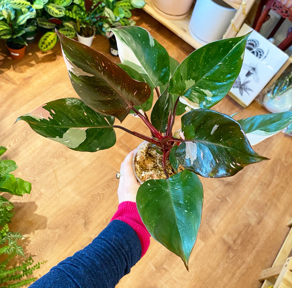 Philodendron Red Anderson