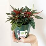 Load image into Gallery viewer, Peperomia &#39;Rosso&#39;
