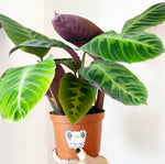 Load image into Gallery viewer, Calathea &#39;Warscewiczii&#39;
