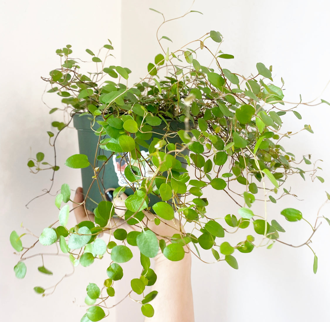 Angel Hair Vine – The Plant Lady SF