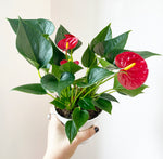 Load image into Gallery viewer, Anthurium andraeanum &quot;Red Flower&quot; (Flamingo flower)
