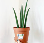 Load image into Gallery viewer, Sansevieria &#39;Cylindrica&#39;
