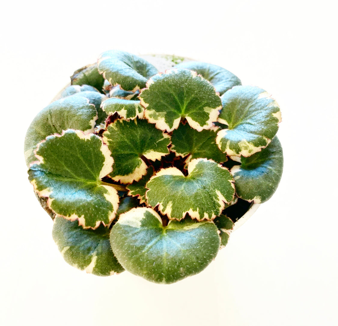 Saxifraga stolonifera variegata (Variegated Strawberry Begonia)