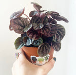 Load image into Gallery viewer, Peperomia &#39;Red Ripple&#39;
