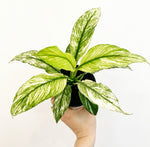 Load image into Gallery viewer, Spathiphyllum &#39;Domino&#39; (Variegated Peace Lily)
