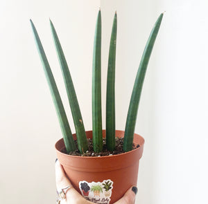 Mohawk Sansevieria