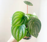 Load image into Gallery viewer, Watermelon Peperomia 4&quot;
