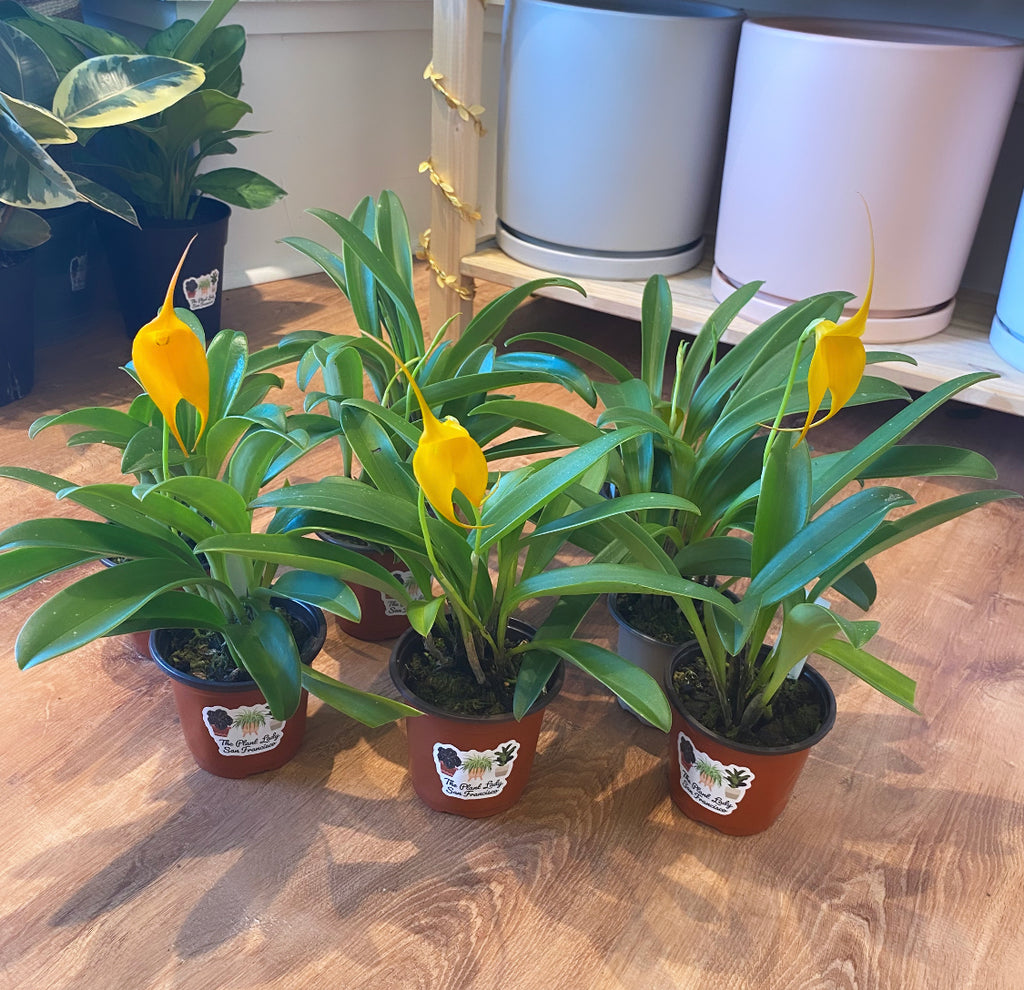 Masdevallia 'Golden Sun'