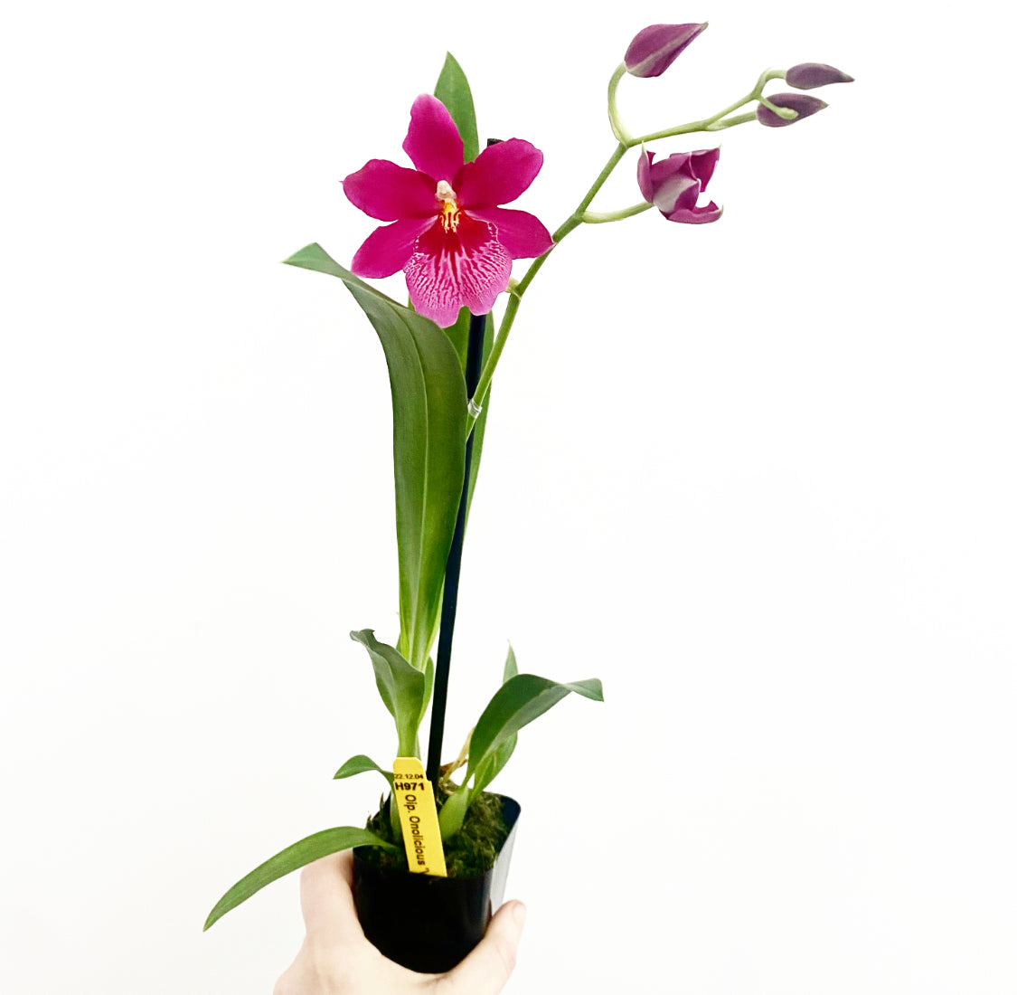 Oncidopsis onolicious