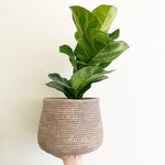 Load image into Gallery viewer, fiddle-leaf-fig
