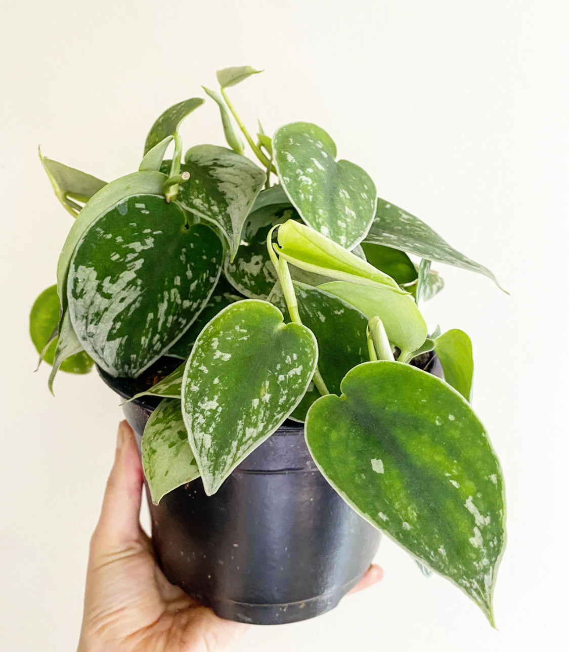 Scindapsus pictus 'Silvery Ann'