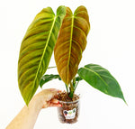 Load image into Gallery viewer, Philodendron esmeraldense
