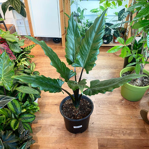 Alocasia ‘Purple Sword’