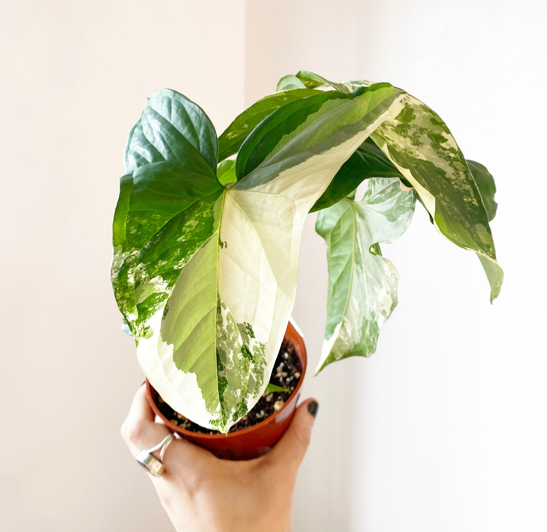 Syngonium Albo 