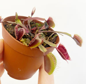 Dionaea muscipula  'Red Dragon' (Venus Fly Trap)