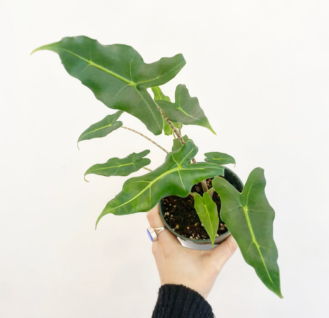 Alocasia 'Sarian'