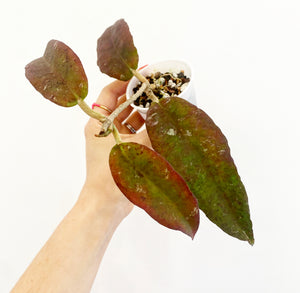 Hoya fauziana ssp angulata