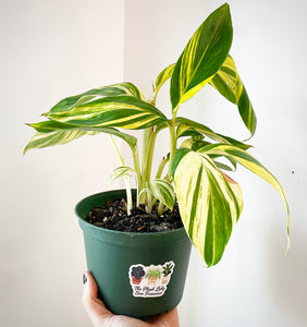 Variegated ginger plant