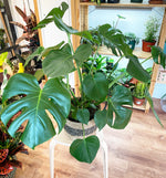 Load image into Gallery viewer, Monstera deliciosa 8&quot;
