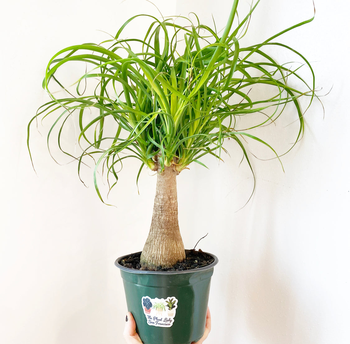 Ponytail Palm