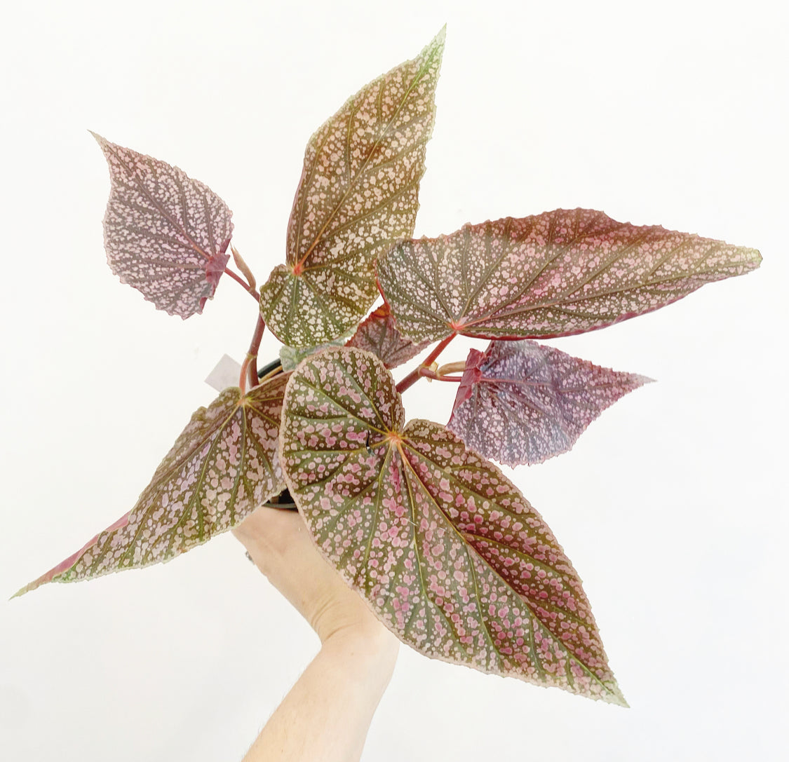 Begonia 'Maurice Amey' AKA Miss Mummy