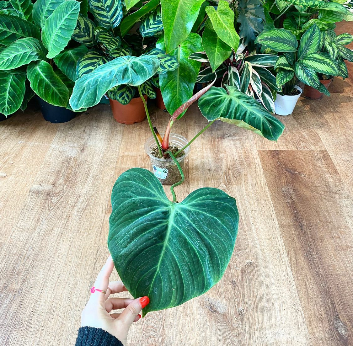 Philodendron rubrijuvenilum sp. 'El Choco Red'