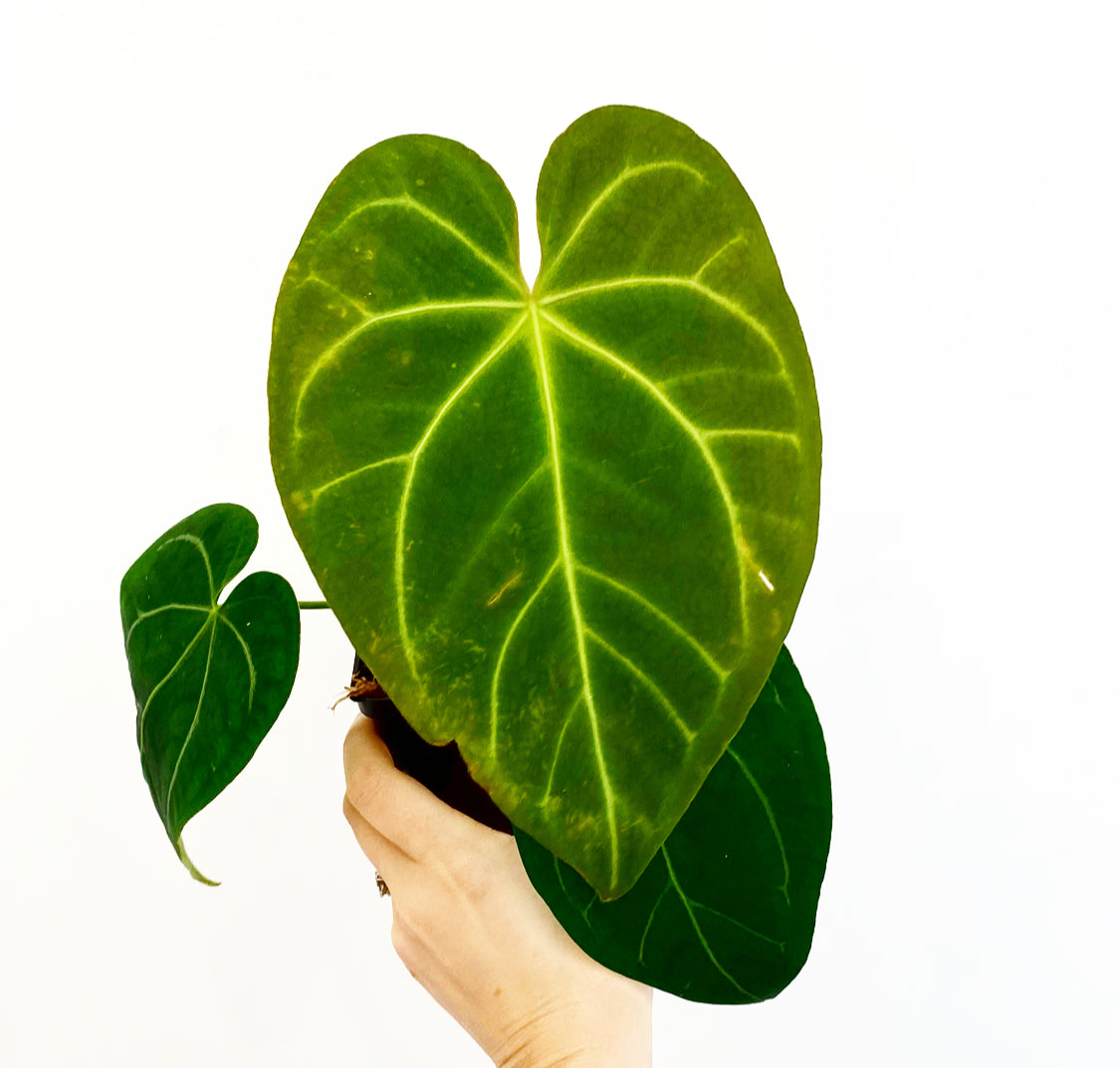 Anthurium Ace of Spades