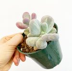 Load image into Gallery viewer, Pachyphytum &#39;Blue Haze&#39;
