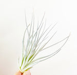 Load image into Gallery viewer, Tillandsia &#39;Houston Lite Pink&#39;
