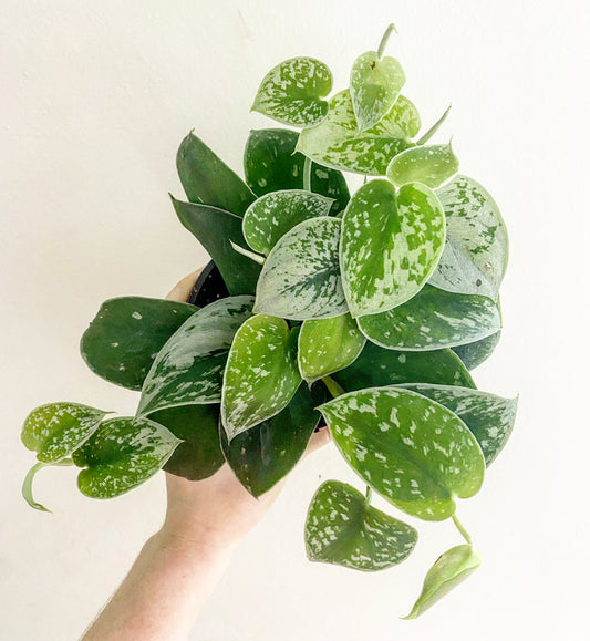 Scindapsus-pictus