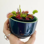 Load image into Gallery viewer, venus-flytrap
