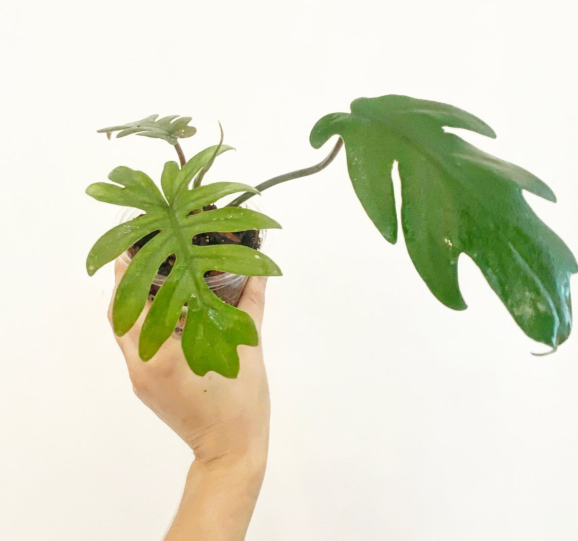 Philodendron mayoi