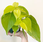 Load image into Gallery viewer, Neon Philodendron
