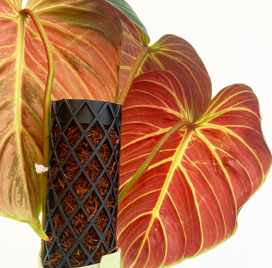 Philodendron rubrijuvenilum sp. 'El Choco Red'