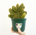 Load image into Gallery viewer, Bunny Ear Cactus (Opuntia microdasys)
