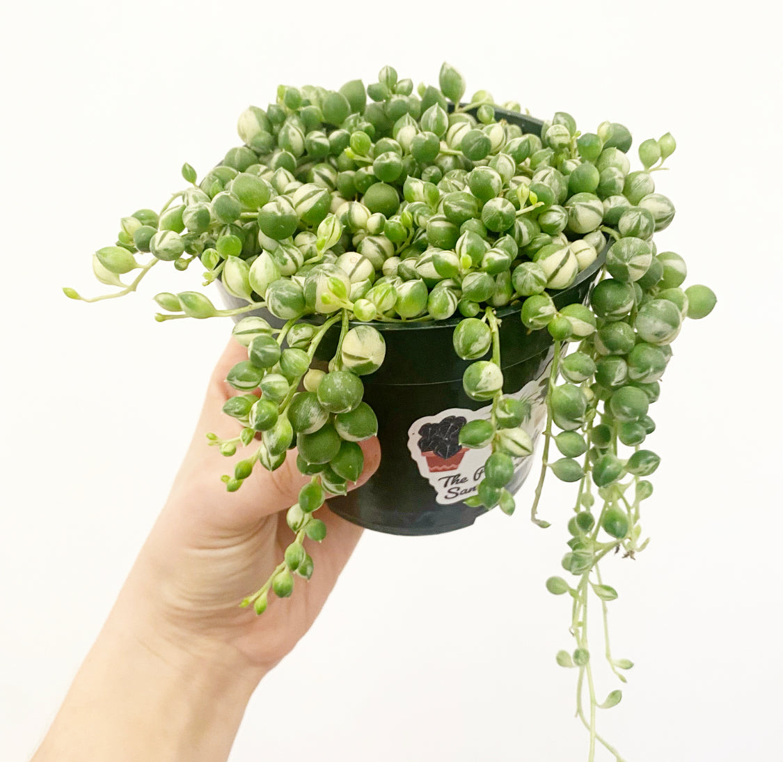 String of Pearls - Variegated