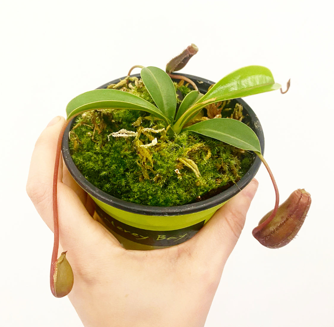 Nepenthes lowii x ventricosa