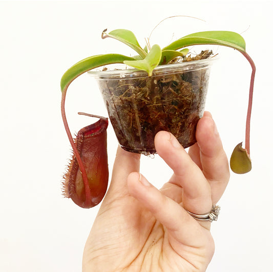 Nepenthes lowii x ventricosa