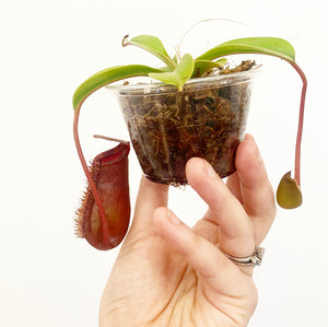 Nepenthes lowii x ventricosa
