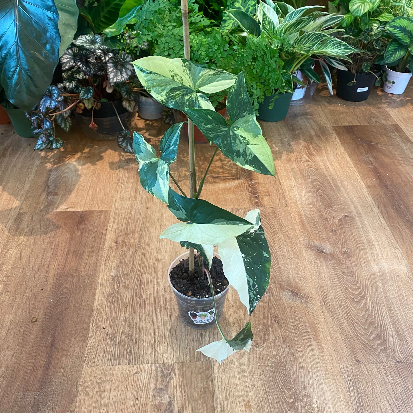 Syngonium 'Albo'