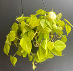 Load image into Gallery viewer, Philodendron hederaceum &#39;Lemon Lime&#39;
