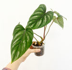 Load image into Gallery viewer, Philodendron plowmanii

